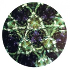 WQ-007-700x694